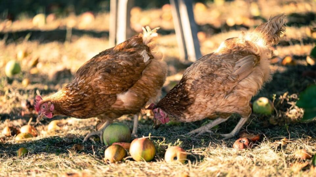 Decade-Long Chicken Purchases in Wisconsin May Entitle You to Compensation!