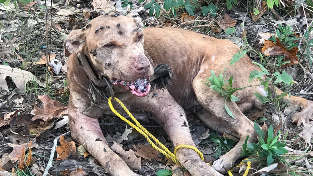 Man from Mississippi Charged in Huge Dog Battling Ring Bust, Many Dogs Rescued!