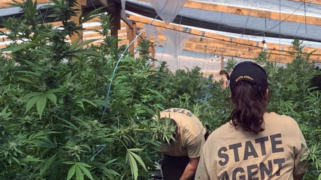 The Oklahoma Bureau of Narcotic's Campaign Against Illegal Cannabis Farms Is Paying Off!