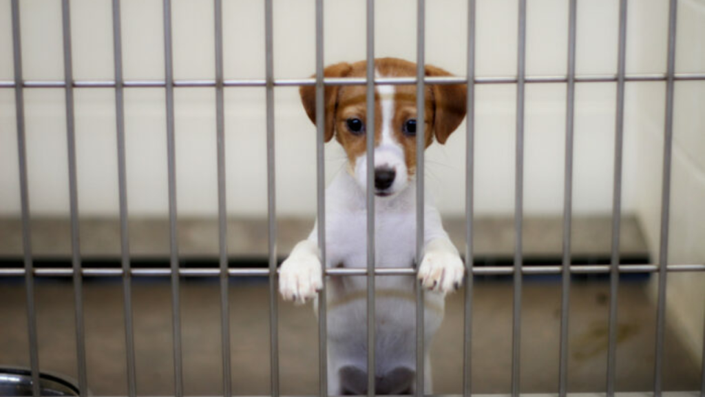 New Jersey Ban on Sale of Dogs, Cats and Rabbits in Pet Stores!