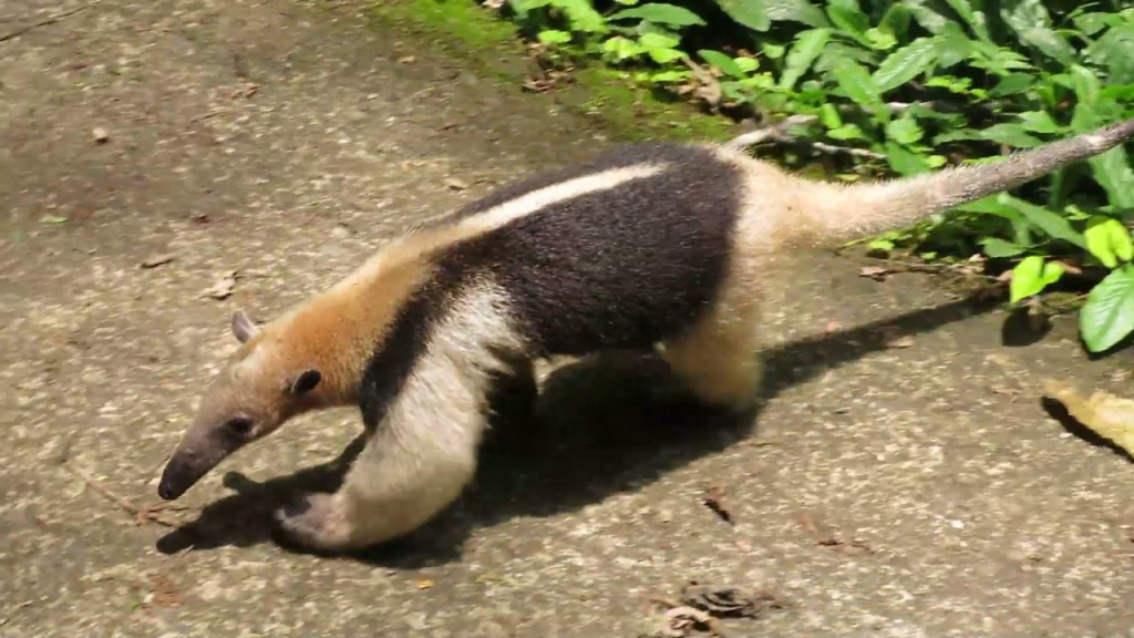 Animal Caretakers in Texas Surprise an Anteater with A Birthday Party!