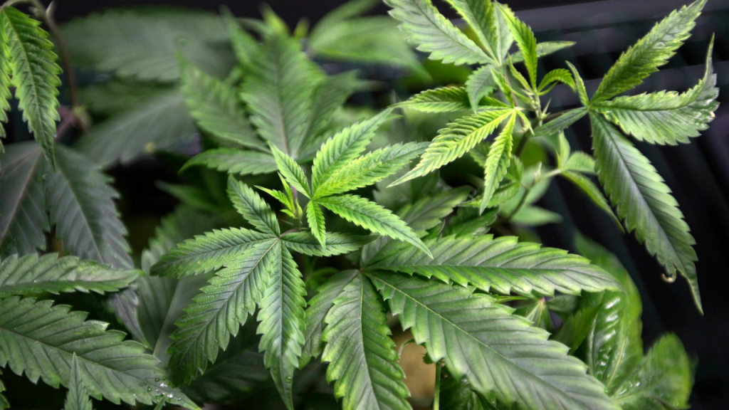 There Are Still Questions About Ohio's Law that Legalized Marijuana!