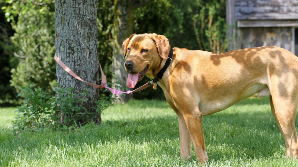 Is It Against the Law in New York to Leave Your Dog Chained Outside? This Is What the Law Says!