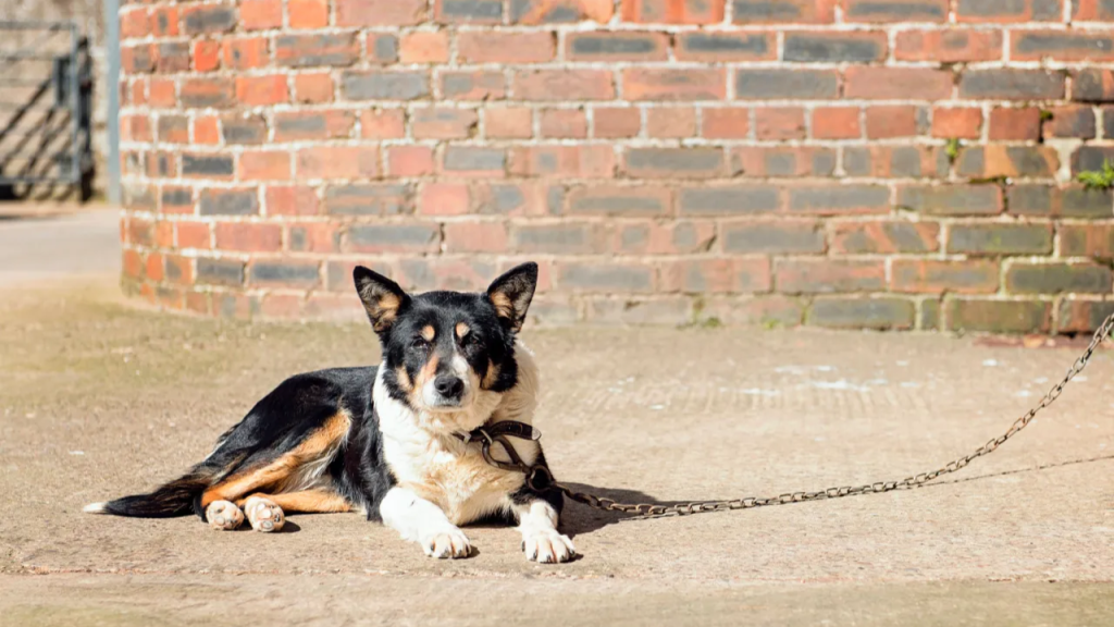 Is It Against the Law in New York to Leave Your Dog Chained Outside? This Is What the Law Says!