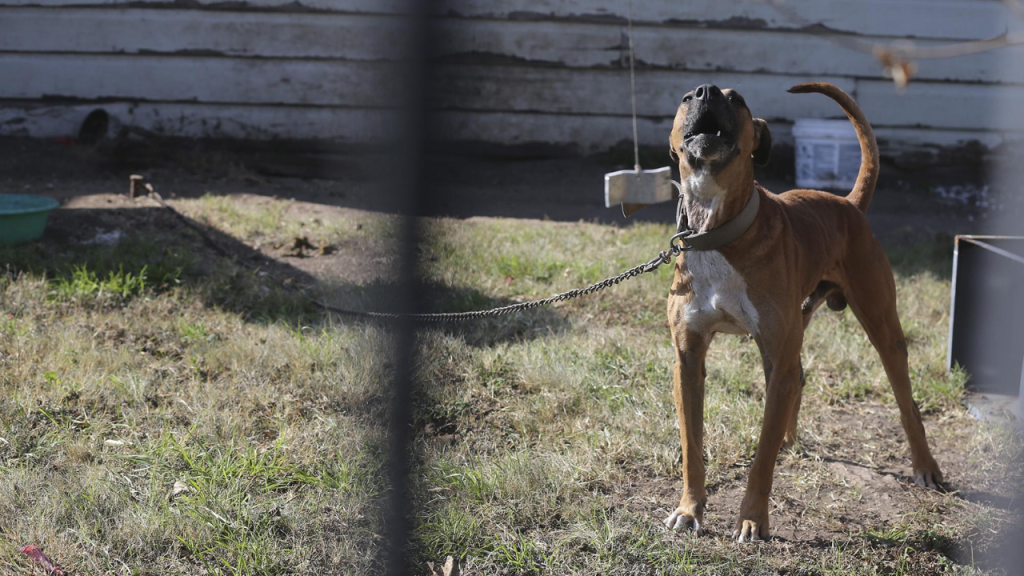Is It Against the Law in Texas to Leave Your Dog Chained Outside? This Is What the Law Says!