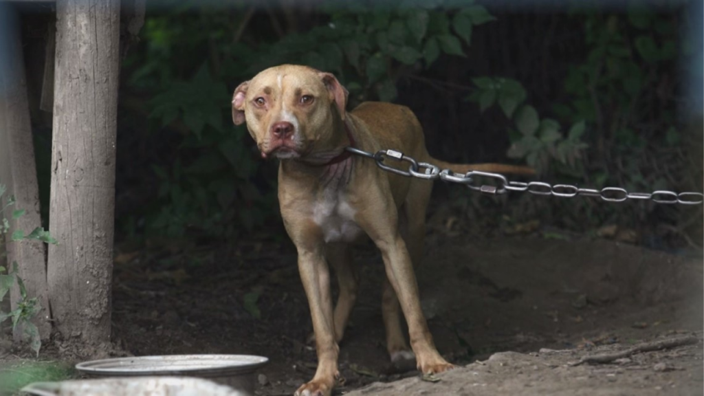Is It Against the Law in Virginia to Leave Your Dog Chained Outside? This Is What the Law Says!