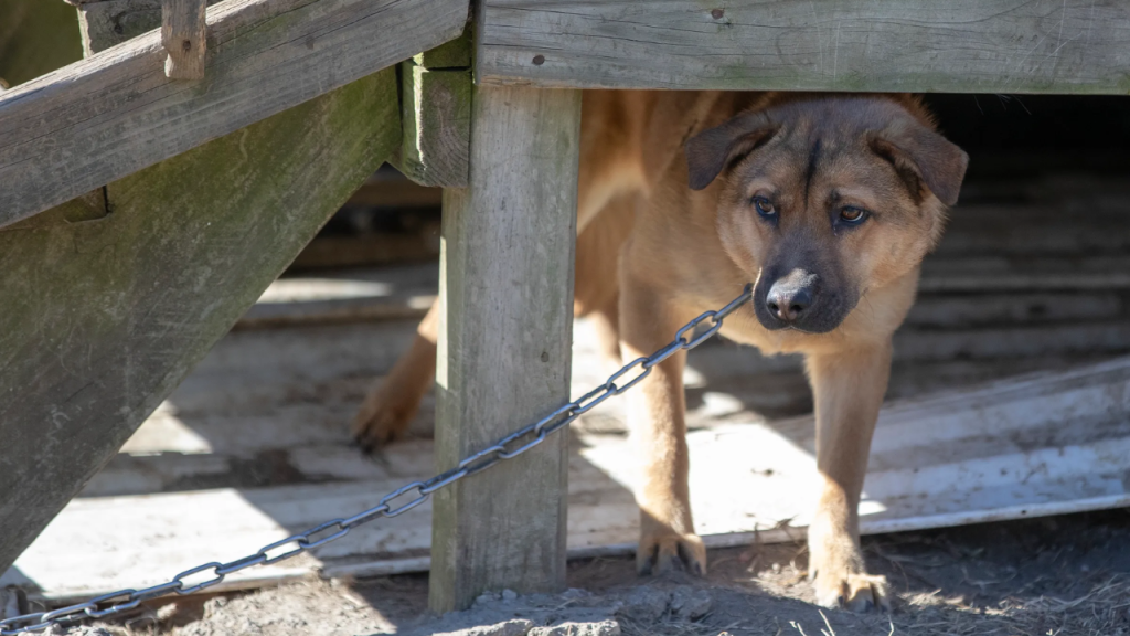 Is It Against the Law in Maryland to Leave Your Dog Chained Outside? This Is What the Law Says!