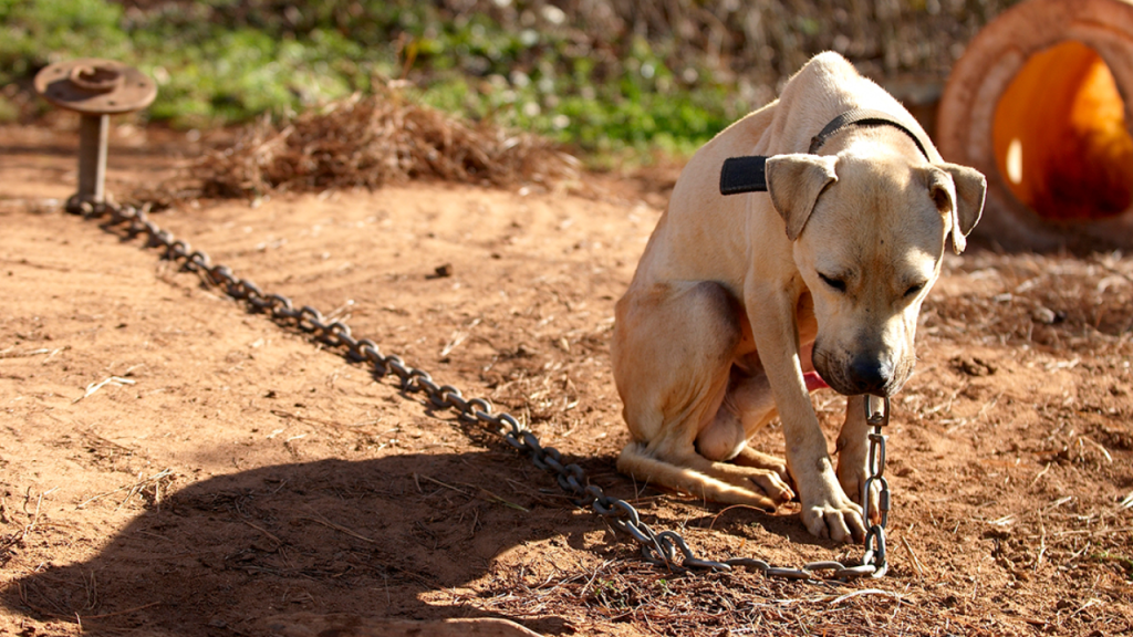 Is It Against the Law in Illinois to Leave Your Dog Chained Outside? This Is What the Law Says!
