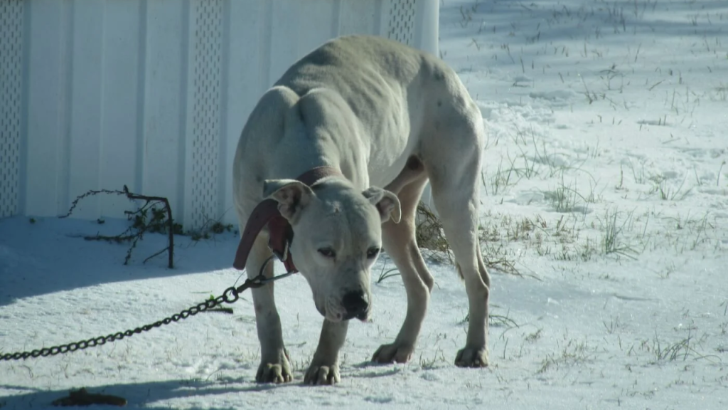 Is It Against the Law in Colorado to Leave Your Dog Chained Outside? This Is What the Law Says!