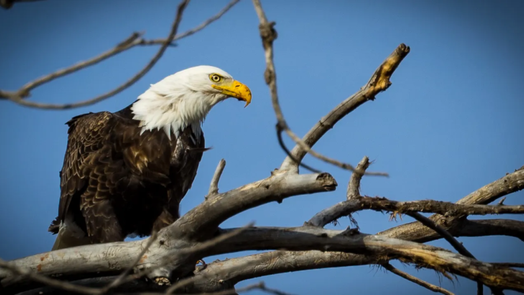 An Oklahoma Bald Eagle Viewing Guide: 11 Top Places and Times!