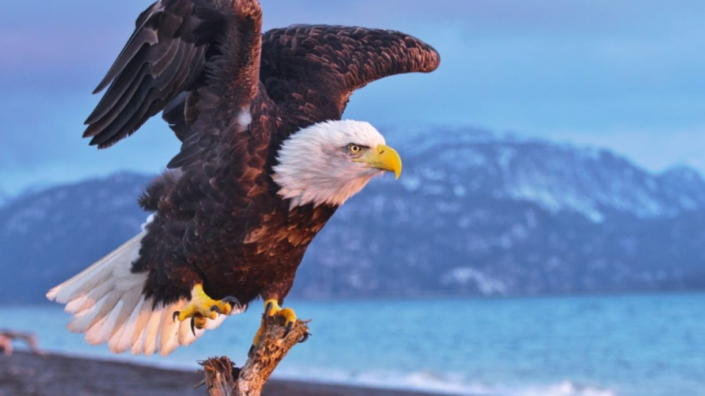 An Oklahoma Bald Eagle Viewing Guide: 11 Top Places and Times!