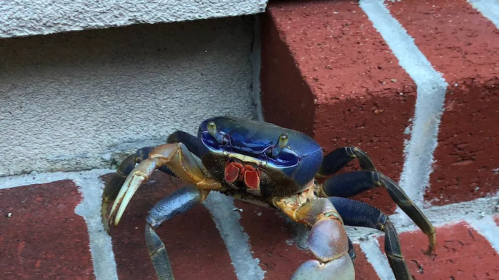 Wildlife Experts Express Concern Over the Spread of Invasive Blue Crabs!