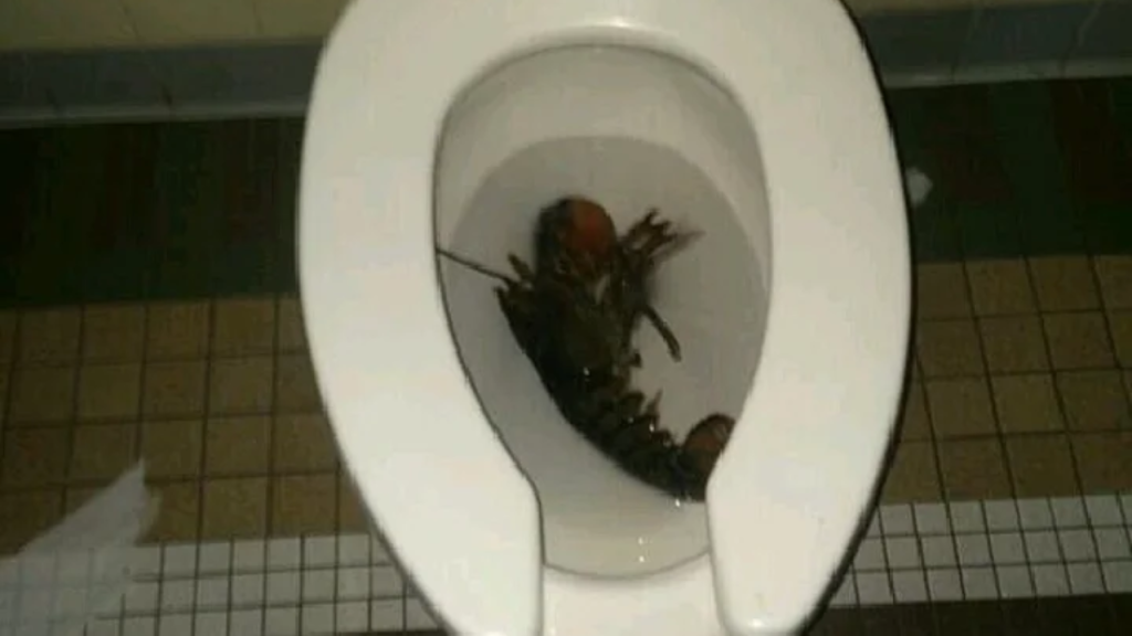 NJ High School Lobster Prank Turns into a Lesson on Respect for Life!