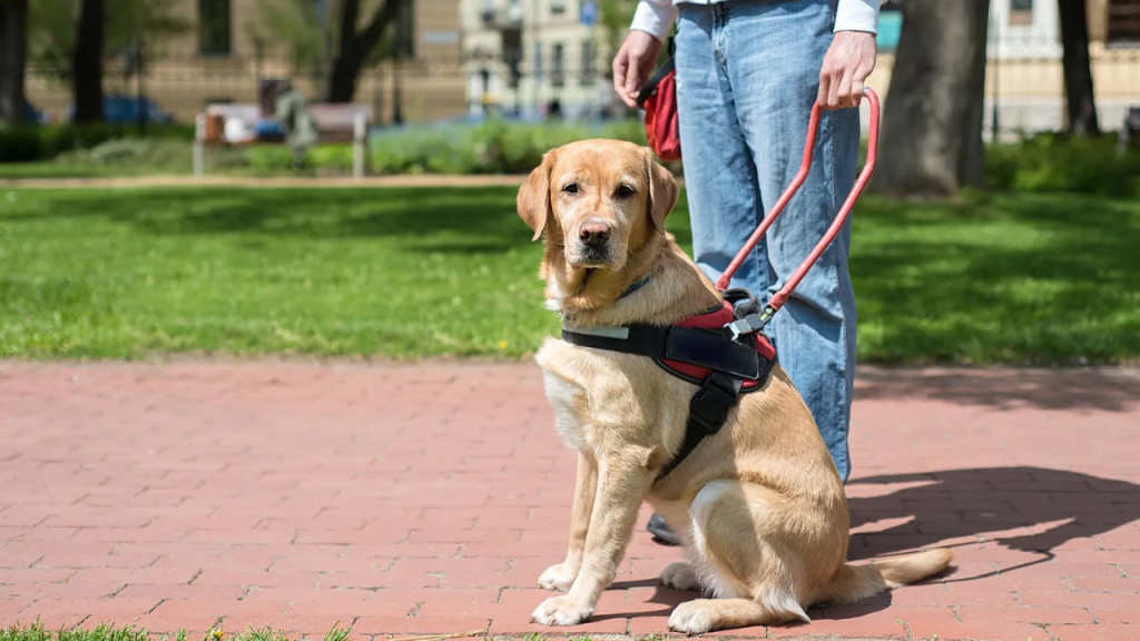 Is It Against the Law in Oklahoma to Leave Your Dog Chained Outside? This Is What the Law Says!