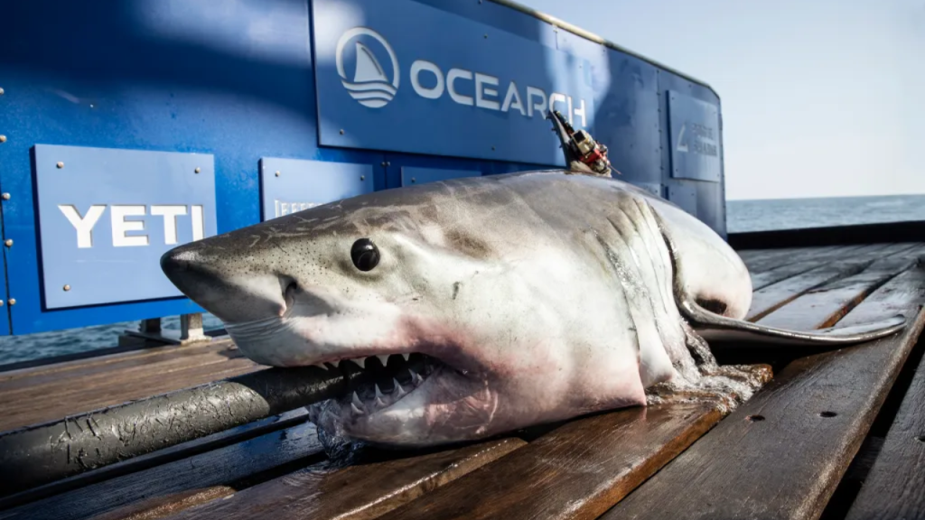 Near the Florida Coast, Two More Great White Sharks Found!