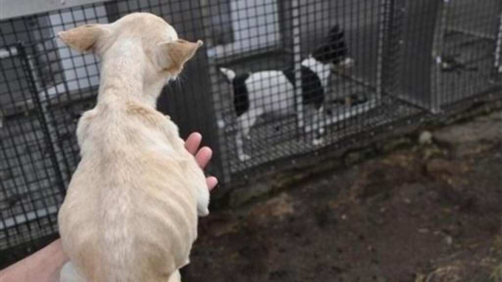 Ohio's Legal Battle: Sick Puppies Expose Petland's Heartbreaking Reality!