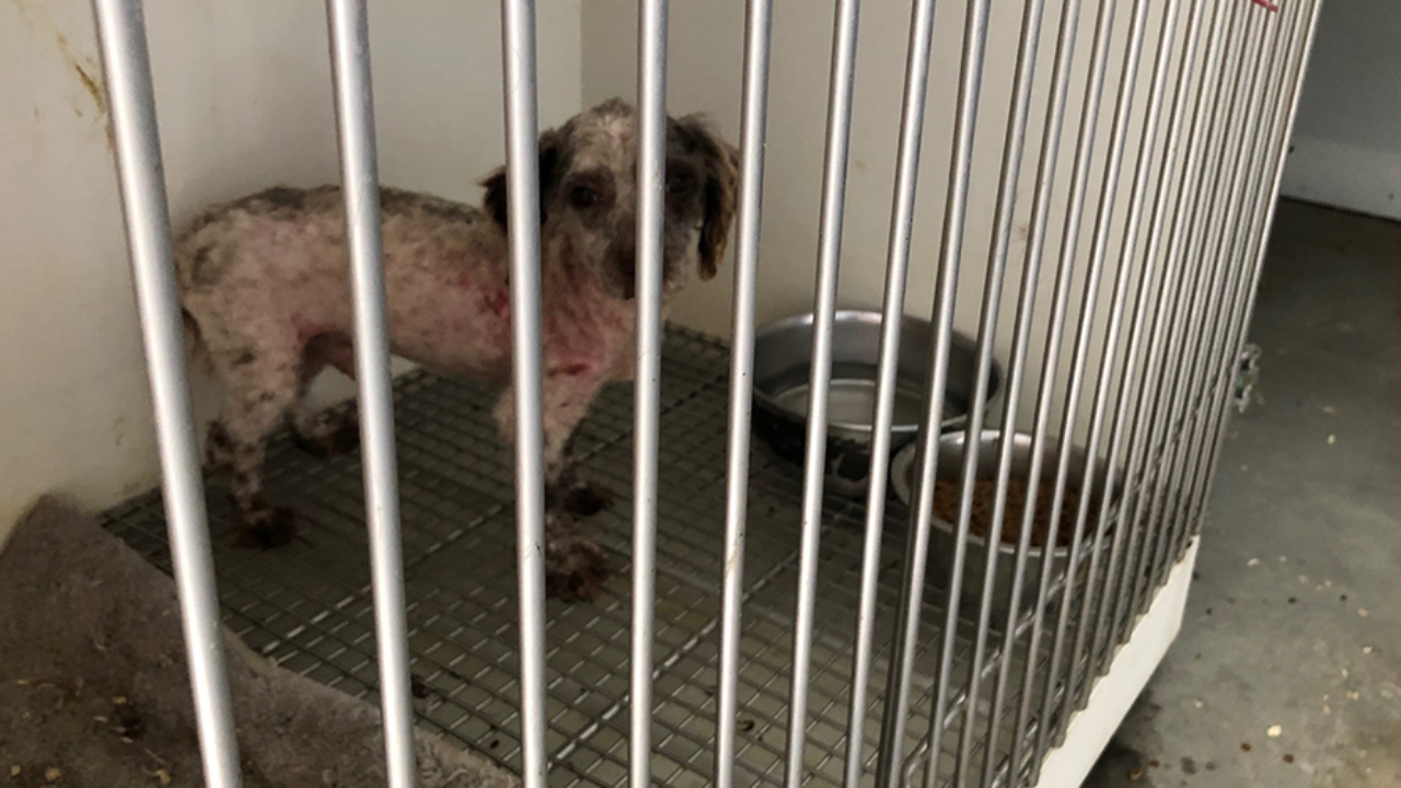Ohio's Legal Battle: Sick Puppies Expose Petland's Heartbreaking Reality!