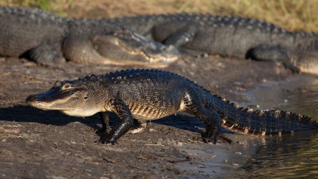 Shocking News: 85-Year-Old Florida Woman Fatally Attacked by Alligator While Walking Her Dog, Family Seeks Justice!