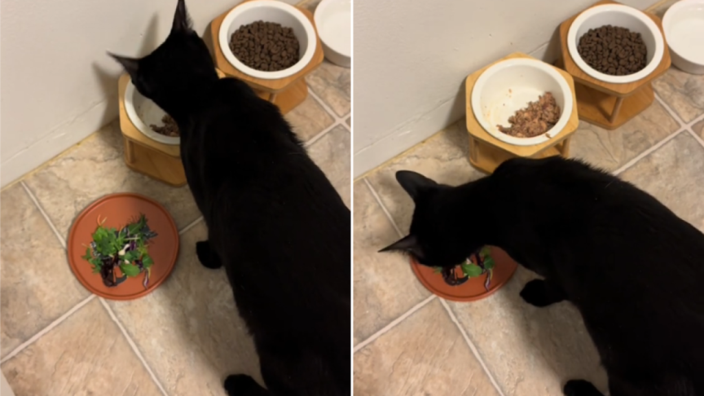 You Won't Believe This Cat's Dinner Demand: No Salad, No Meal!