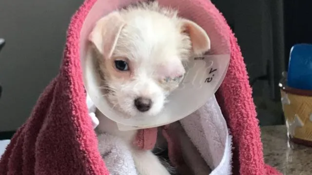 Tragic Loss: 11-Week-Old Puppy Succumbs to Severe Burns After Heartbreaking Ordeal in Georgia!