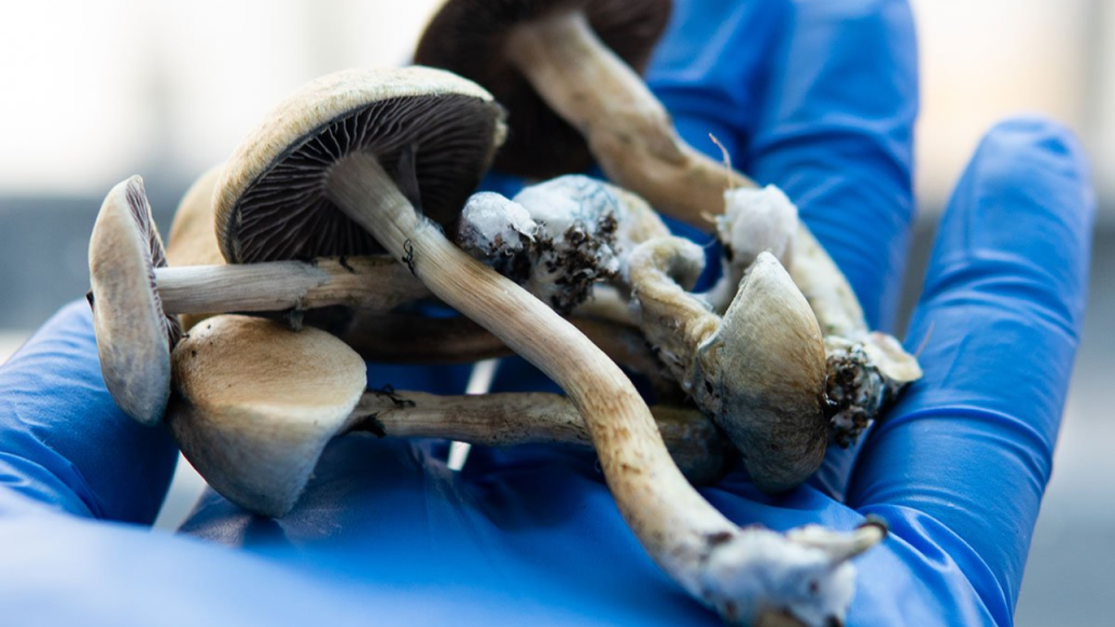 "Magic Mushrooms" Are Becoming Popular Again, especially in the Midwest. This is Why!