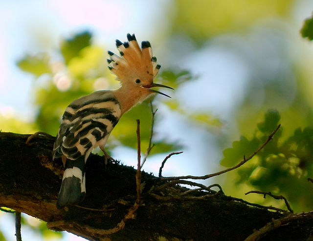 Hoopoe-Climate-Change-Could-Bring-Foul-Smelling-Exotic-Bird-to-Britain