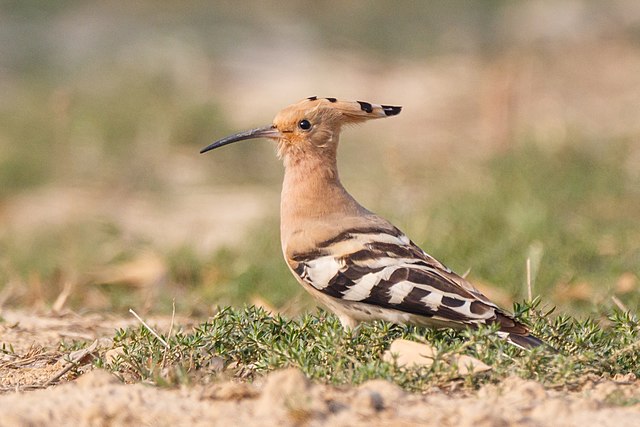 Hoopoe-Climate-Change-Could-Bring-Foul-Smelling-Exotic-Bird-to-Britain