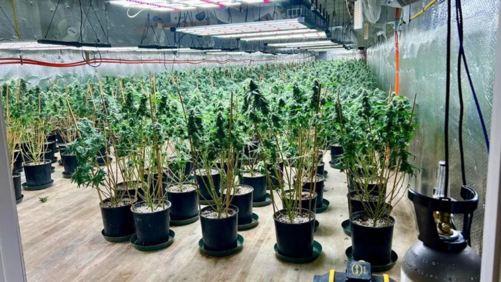 Police Arrest 3 After Seizing Thousands of Illegal Marijuana Plants!