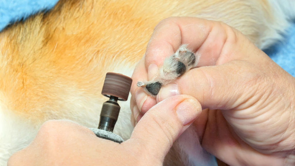 How to Use a Pet Nail Grinder at Home Step by Step and Tips!