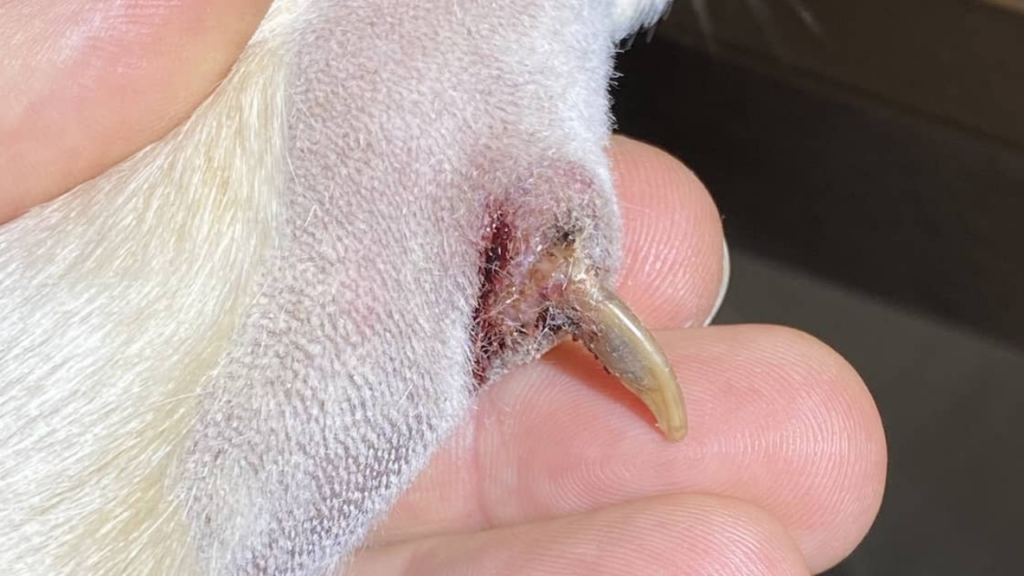 Paw-Sitive Care: Healing Your Dog's Split Nail Safely and Swiftly!