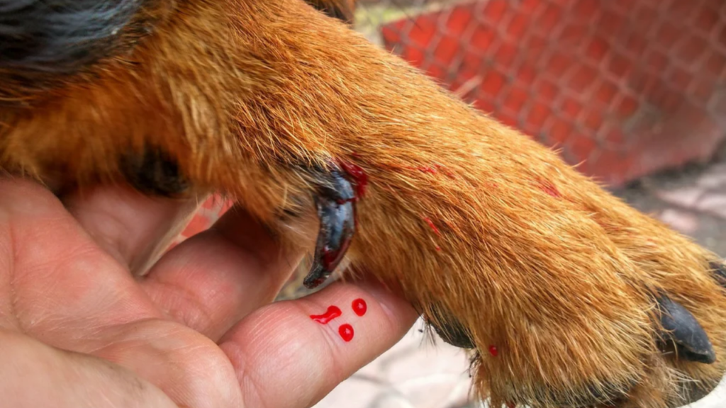 How to Treat Infected Dog Nail: Symptoms, Causes, and Solutions!