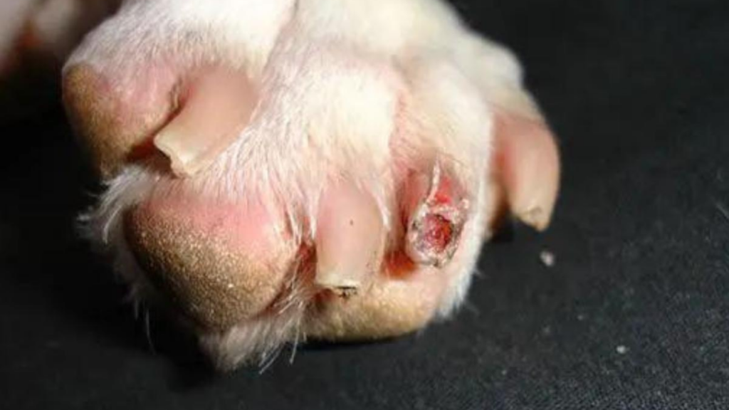 How to Treat Infected Dog Nail: Symptoms, Causes, and Solutions!