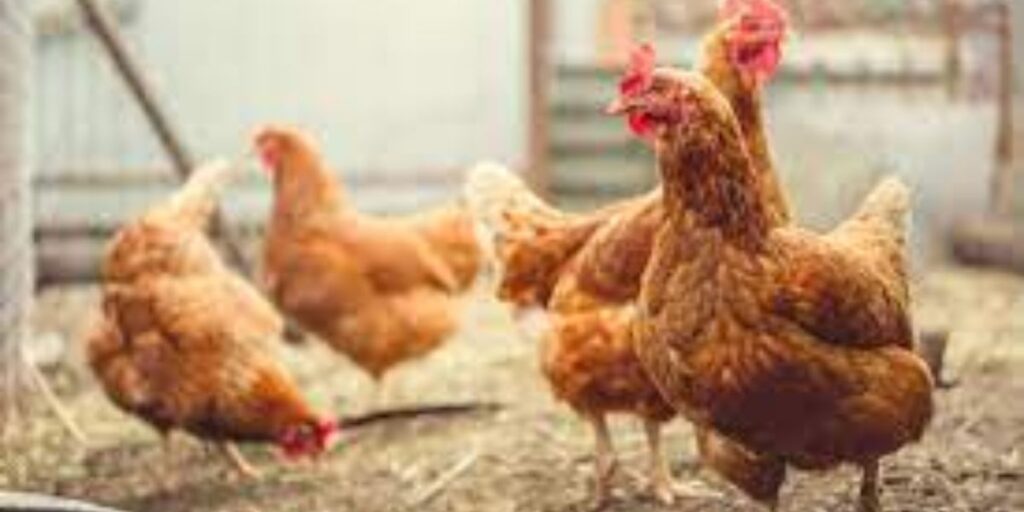 H5N1 Bird Flu Hits California and Oregon Six New Human Infections Linked to Livestock