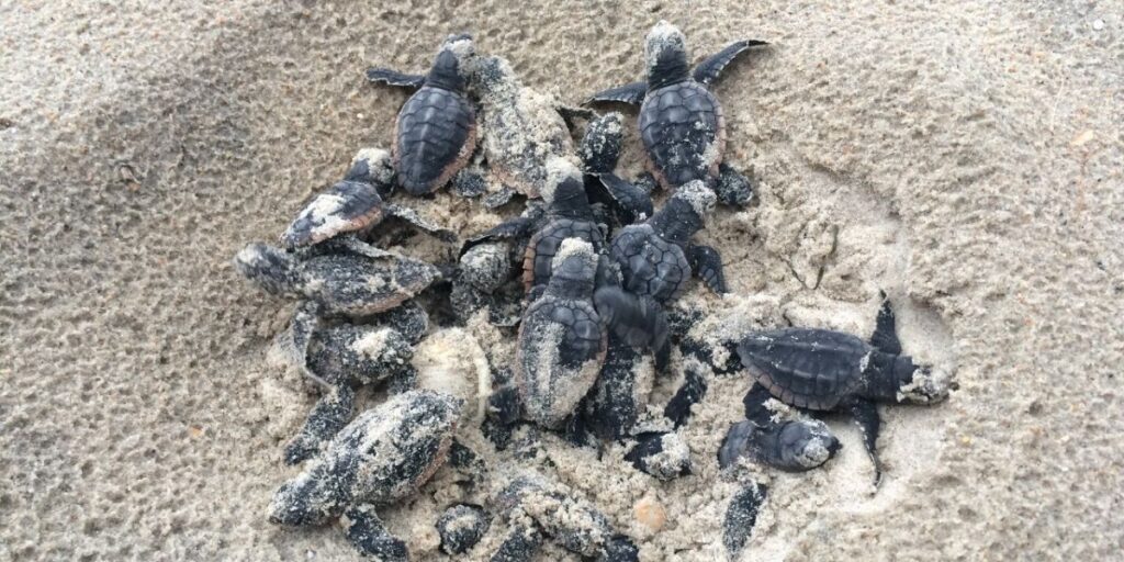 Hurricanes Wipe Out Florida Gulf Coast Sea Turtle Nests After Record-breaking Nesting Season