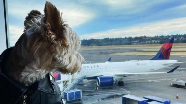 Flying First Class with Your Dog on Delta Airlines A Step-by-Step Guide (1)