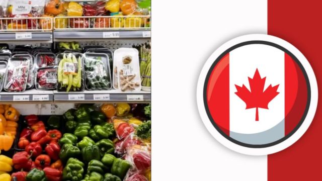 Toronto’s New Grocery Rebate $225 to $628 – Are You Eligible for This Payment (1)