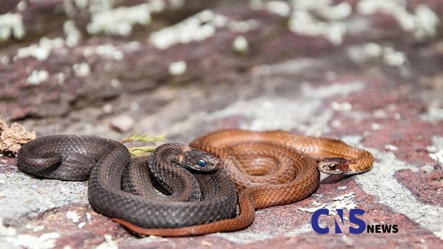 5 Texas Cities That Are Attracting More Snakes What You Need to Know (1)