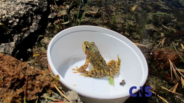 Check In Your Area 'NOW'! Top 7 Frog-Infested Areas in California and How They’re Dealing with It (1)