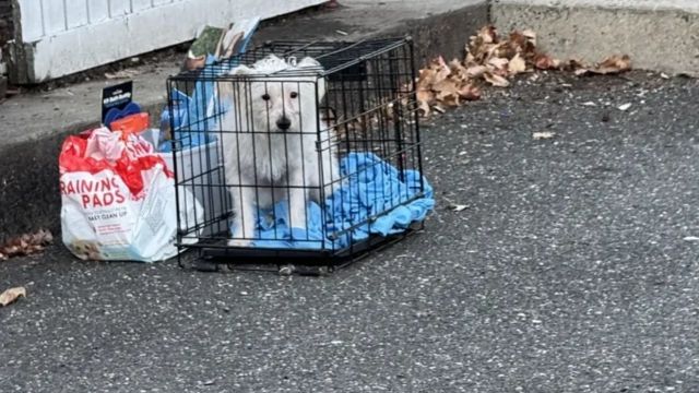 Dog Abandoned in Dumpster Outside Restaurant in Western New York What Happened (1)