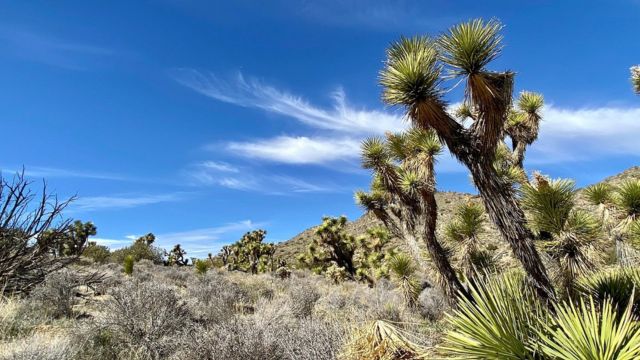 Explore Joshua Tree for Free and More Top 2025 Highlights You Won’t Want to Miss (1)