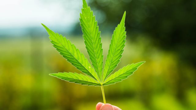 Hawaii Marijuana Legalization 2025 A State Set to Join the Movement (1)