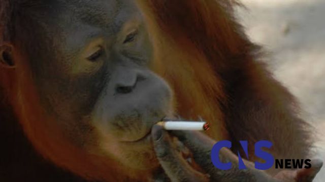 No More Smoking at Kansas City Zoo and Aquarium Cigarettes and Vapes Now Banned (1)