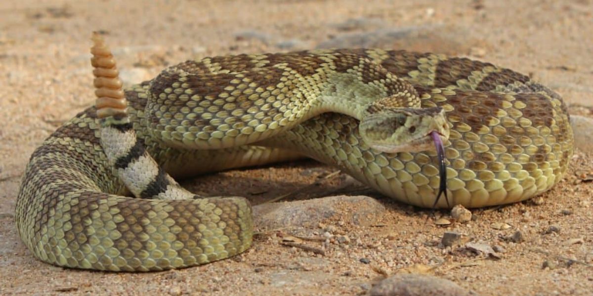 New Mexico's Rattlesnake Havens Exploring the 7 Most Infested Areas for Pit Vipers (1)